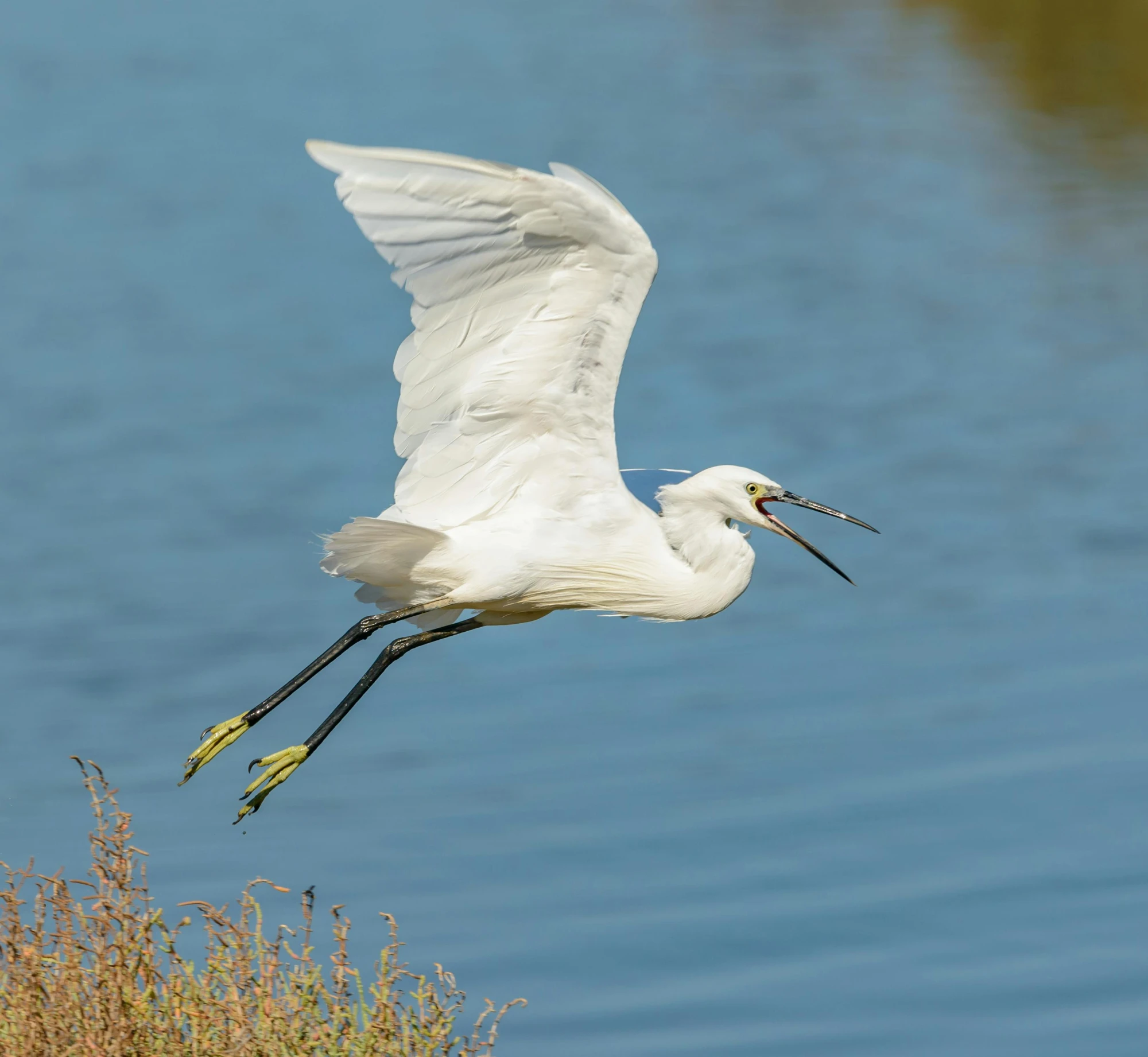 a white bird with long legs flying near water