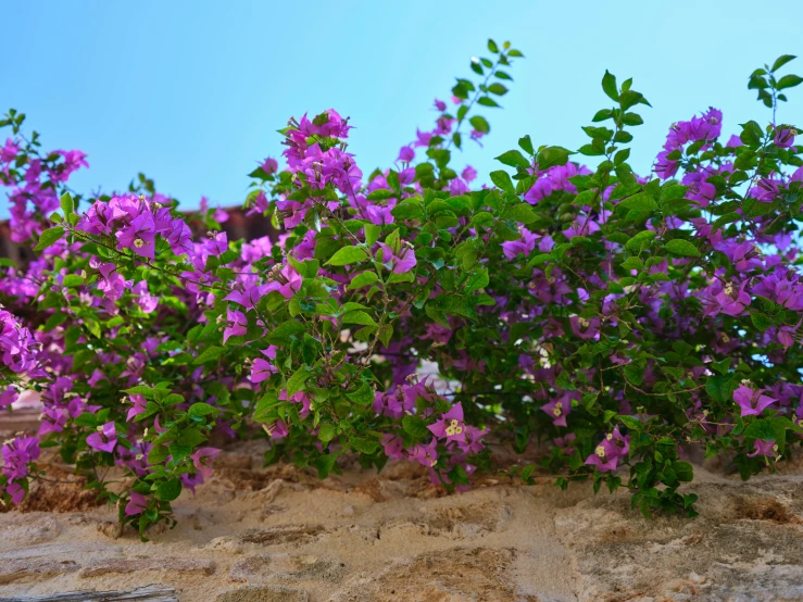 the flowers are in bloom on the sand