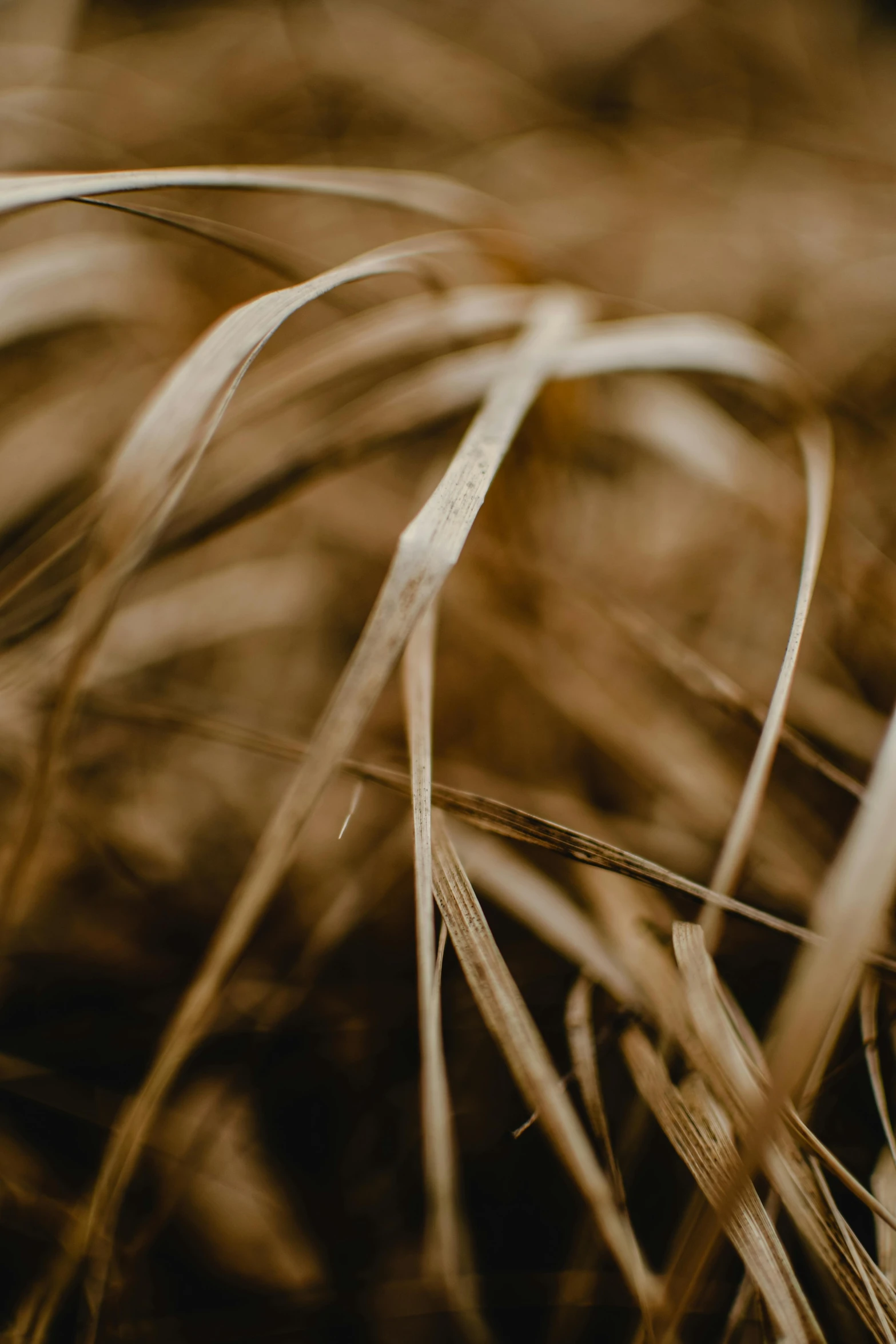 some very pretty brown grass with tiny thin leaves