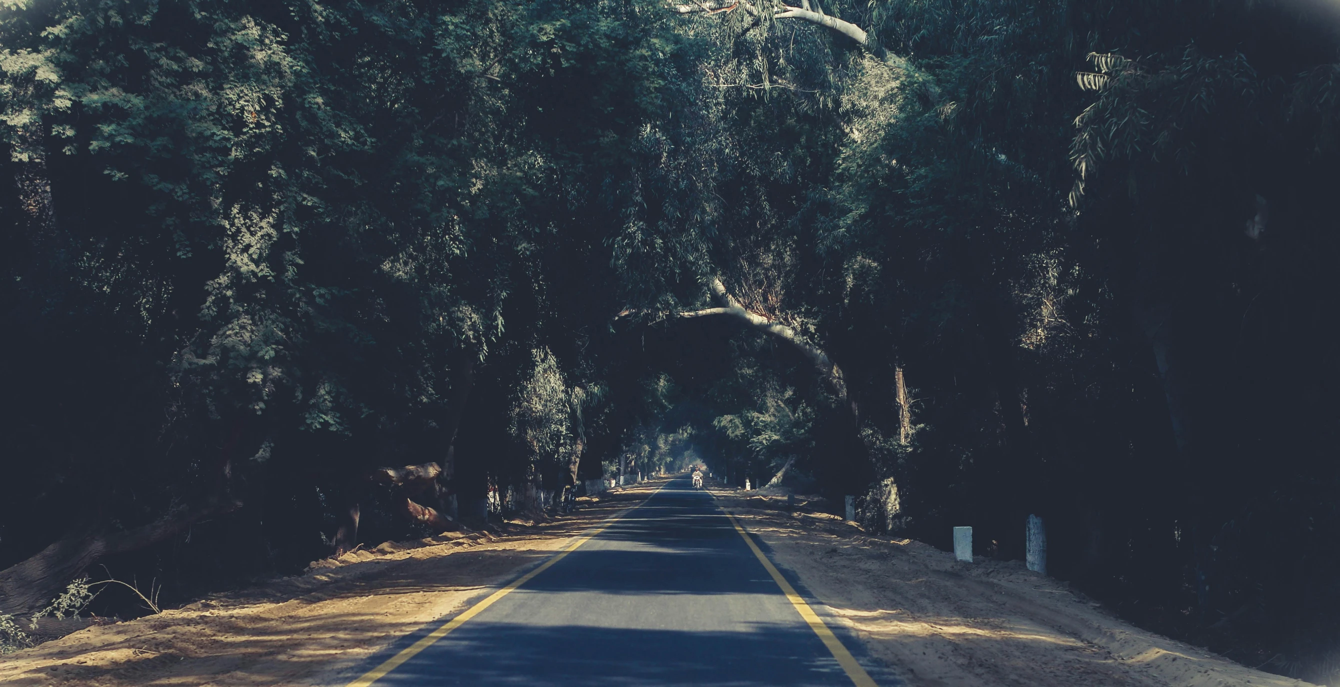 an empty road with trees all around