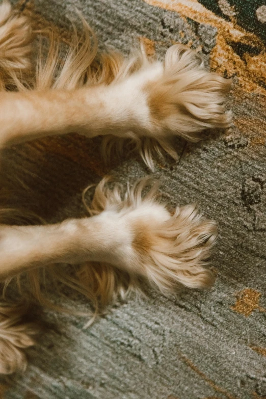 this dog is laying on the carpet and his paw is up