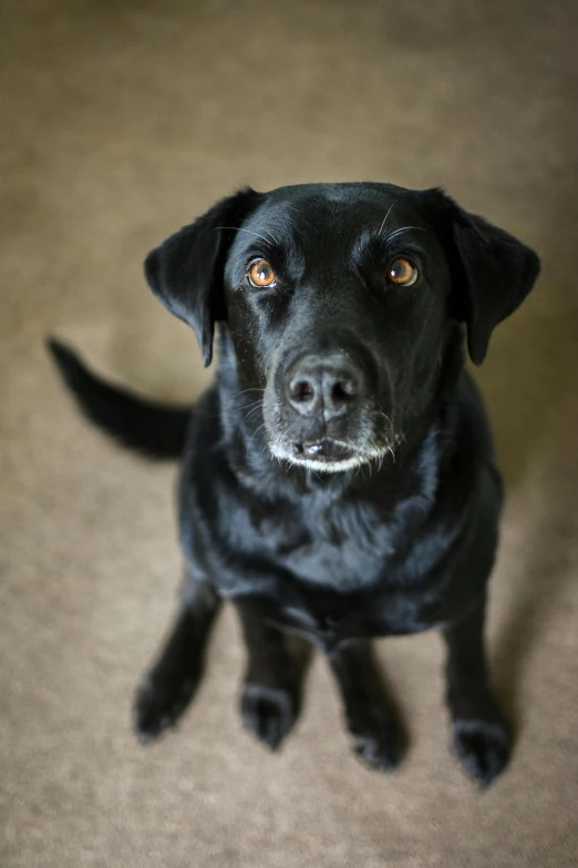 the black dog is looking up into the camera