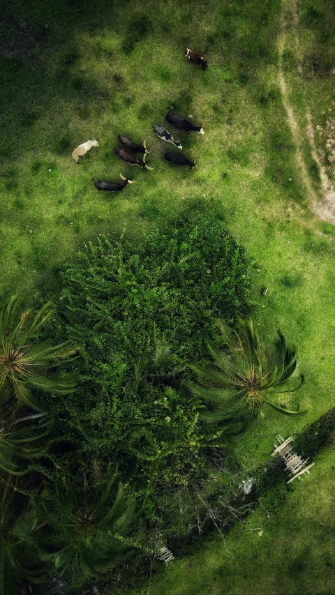 a patch of green grass with many birds laying down