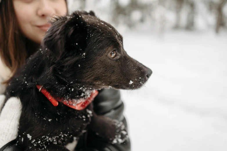 a small black dog and its owner in the snow