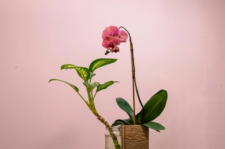 a pink flower and some green plants are in vases