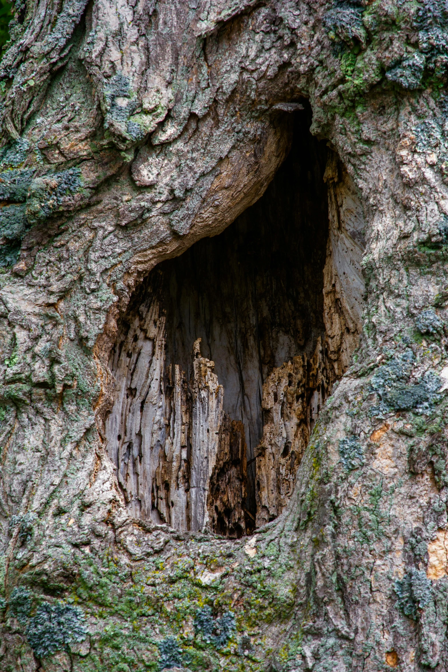 an animal looks out from his cave inside of a tree