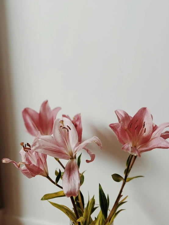 pink flowers in a vase with water in it