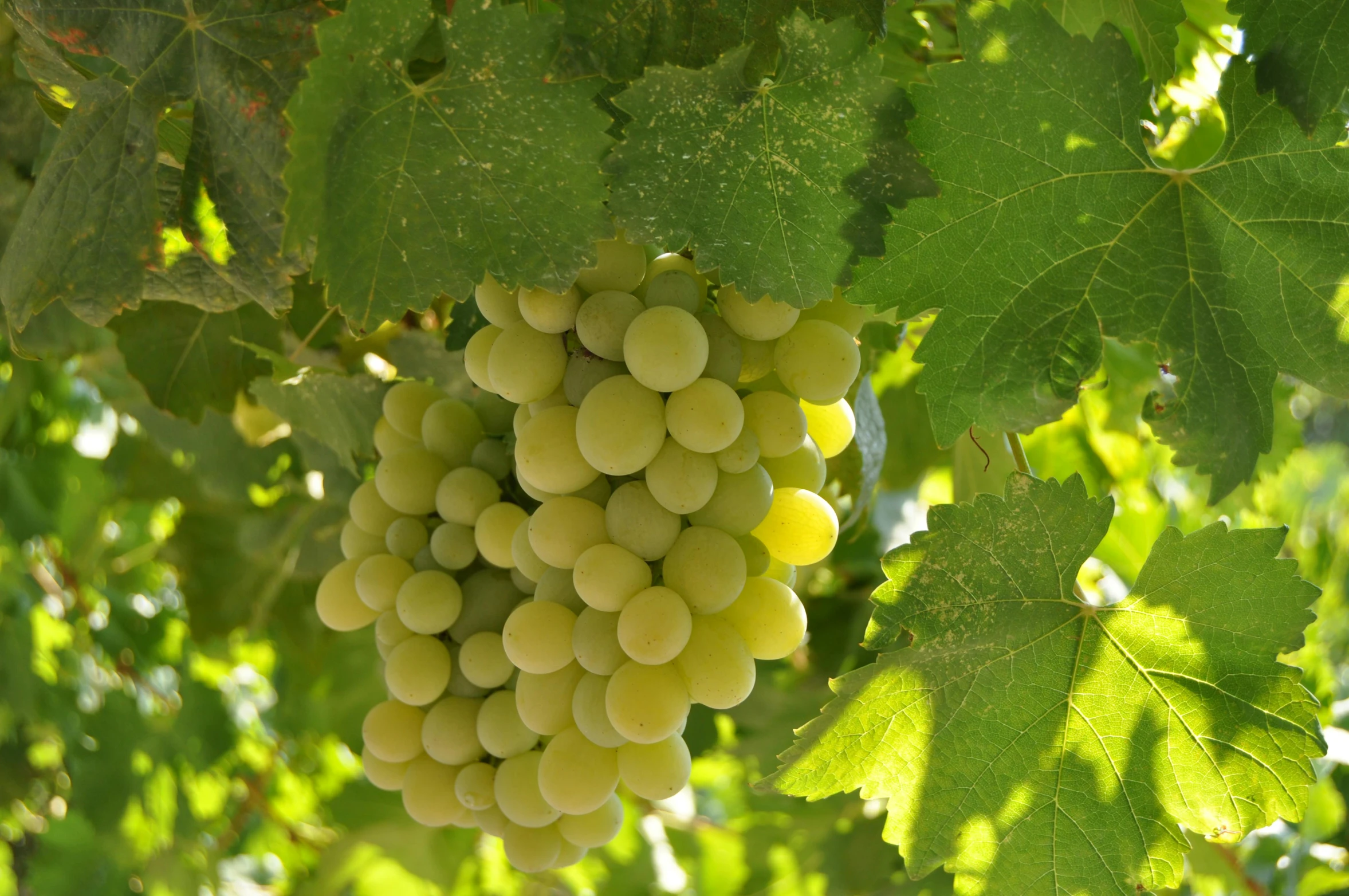 a bunch of white gs hang on the vine