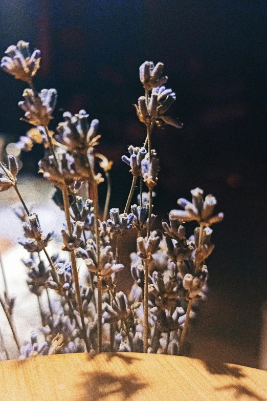 a close up s of blue flowers on a table