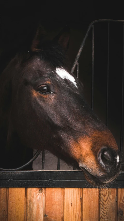 a horse leans it's head out the stable door