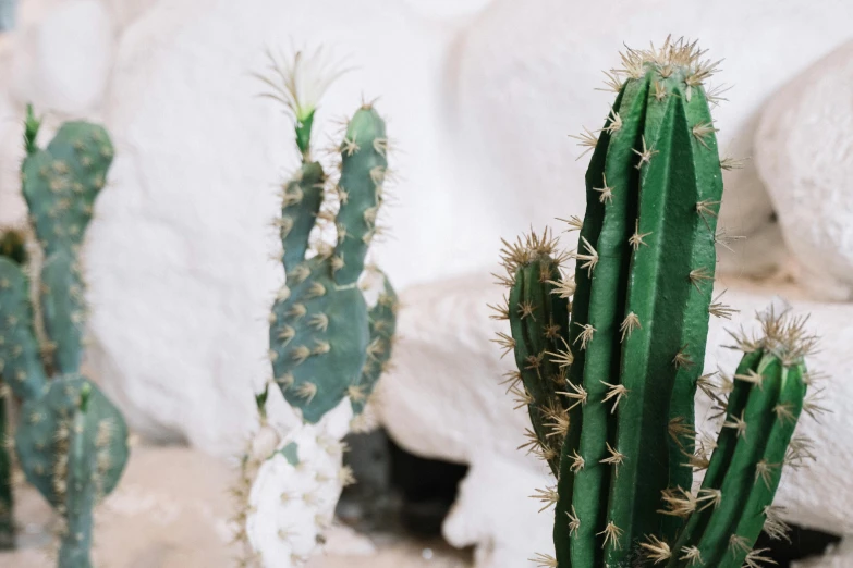 several small cactus plants are in a row