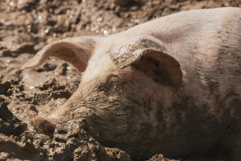 a pig in muddy mud after being taken