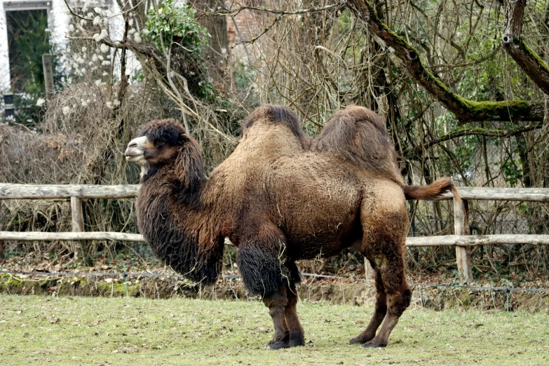 a camel is standing in the middle of a field