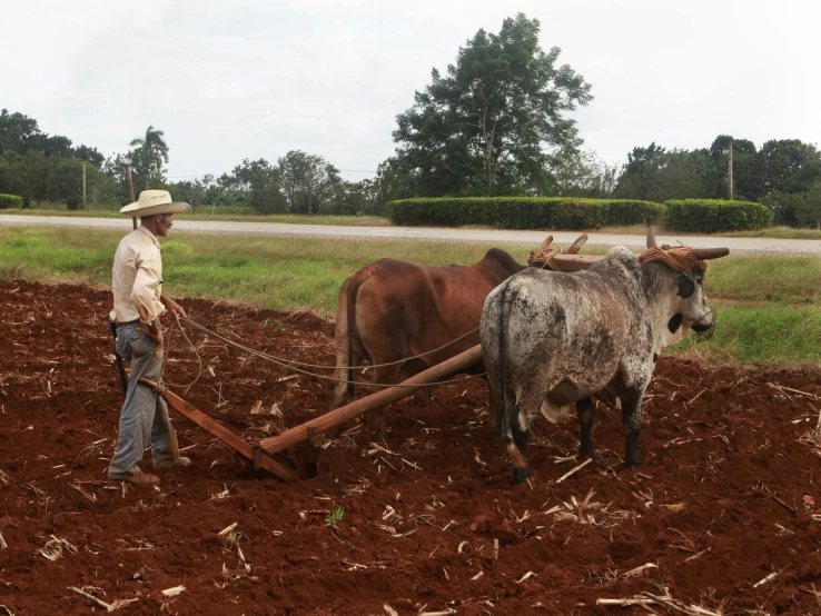 a man plowing the ground using two cows