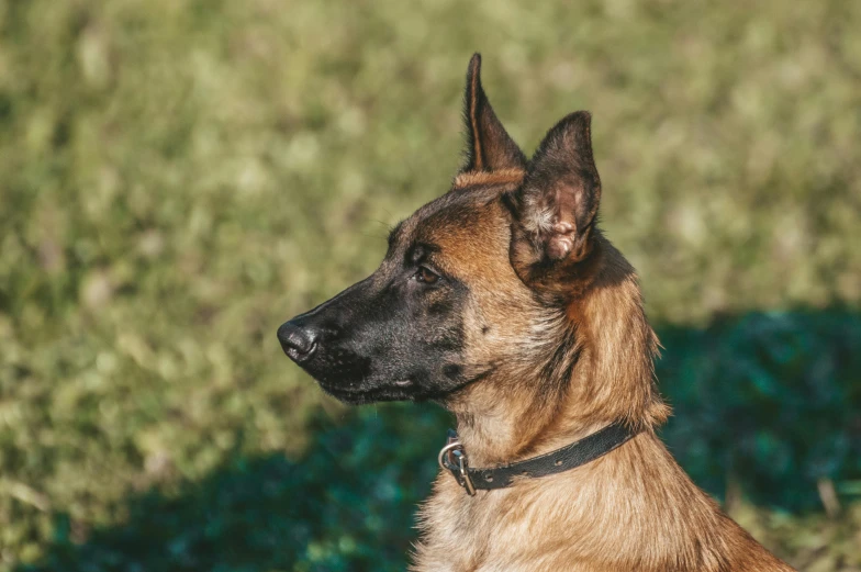 an adorable brown dog with floppy ears is looking back