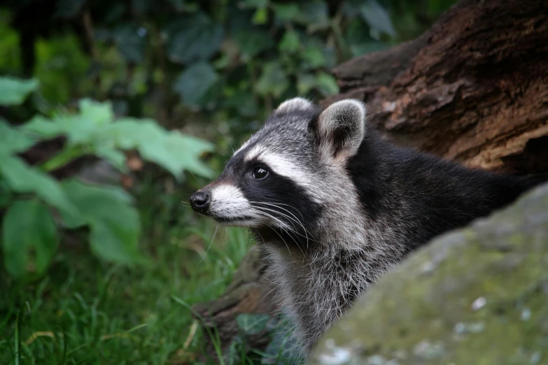 a rac looks on from its enclosure