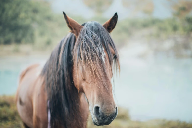 the horse is staring at soing with long hair