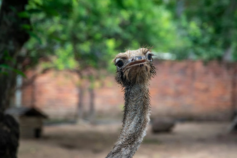 an ostrich is stretching its neck to get up and about