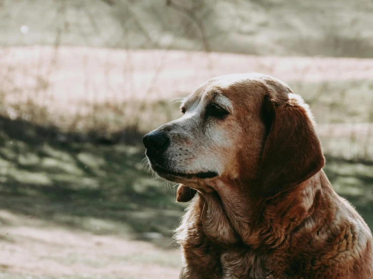 a large dog sitting in the grass near trees