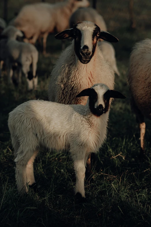 the white sheep is standing in the grass with her offspring