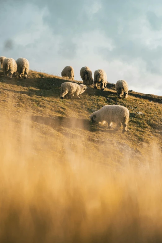 sheep grazing in the grassy field on a hill
