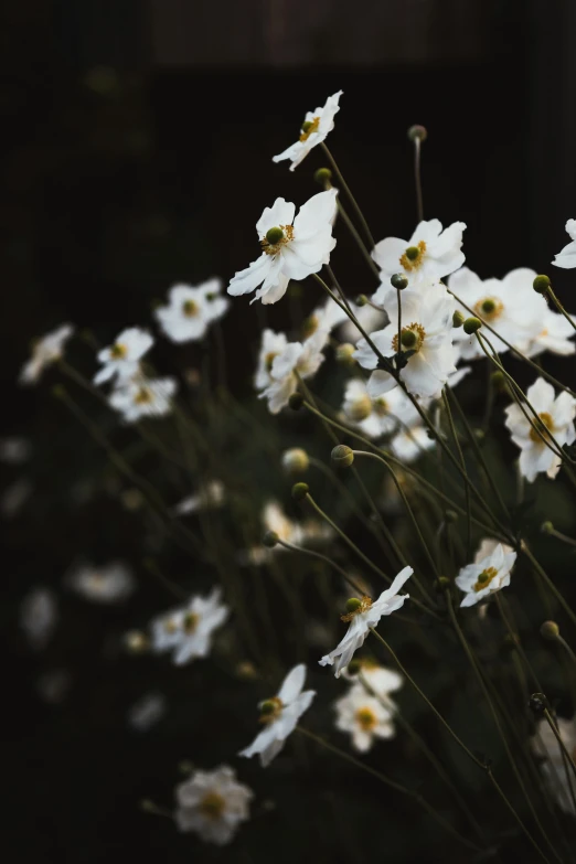 white flowers are blooming out and black background