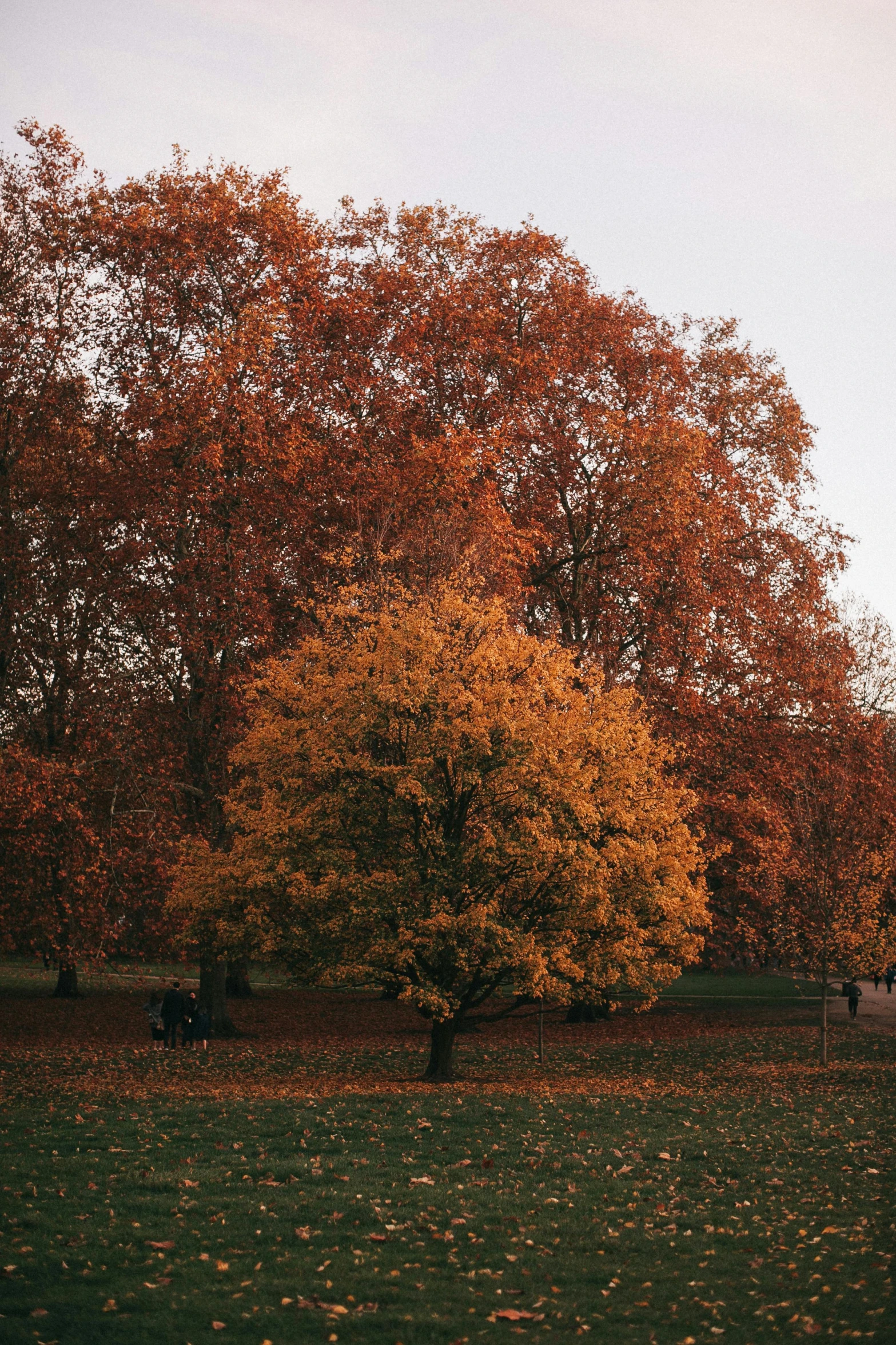 there is a large tree in the field that is changing colors