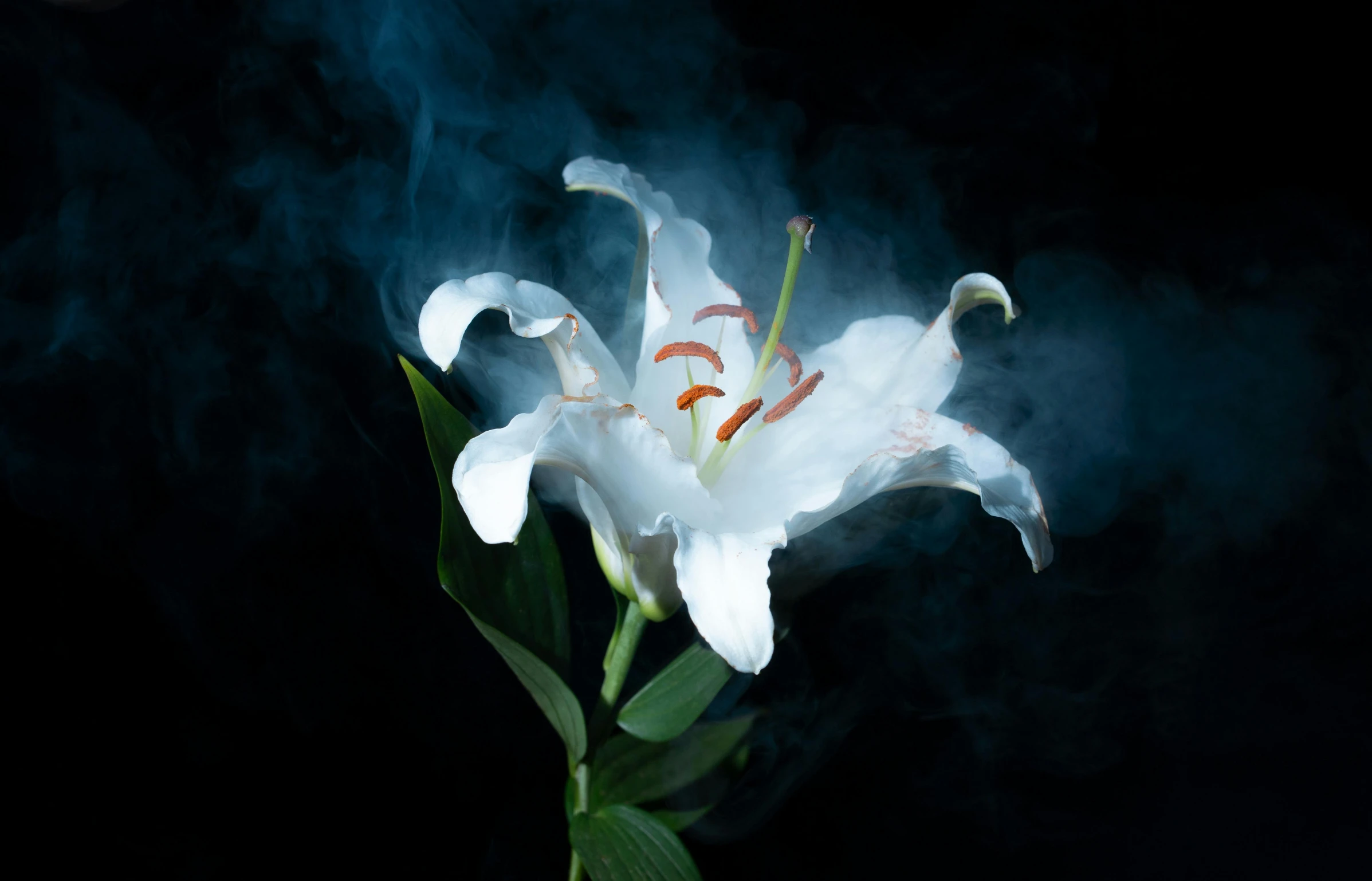 a white lily is surrounded by the green leaves