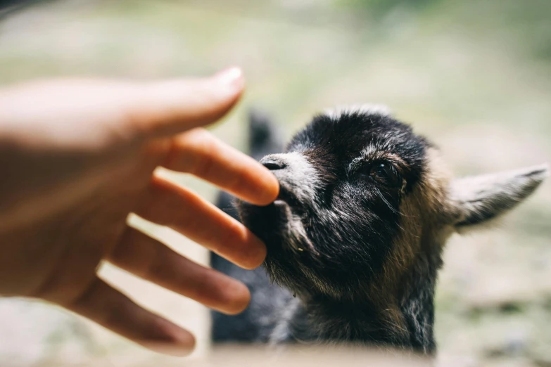 hand reaching for baby's nose and licking its face