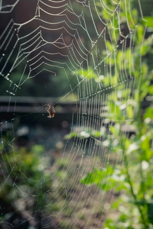 a spiderwel on its web in the middle of green leaves