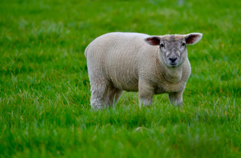 a sheep stands in a grassy field