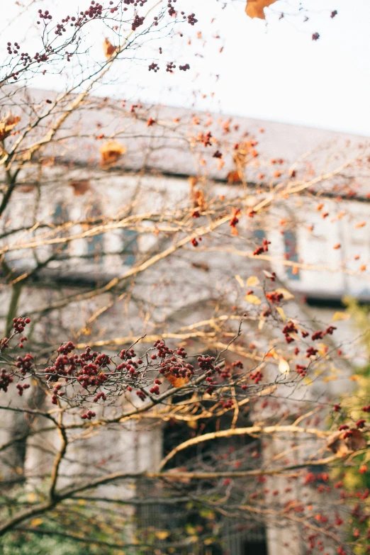 trees and leaves in front of an old building