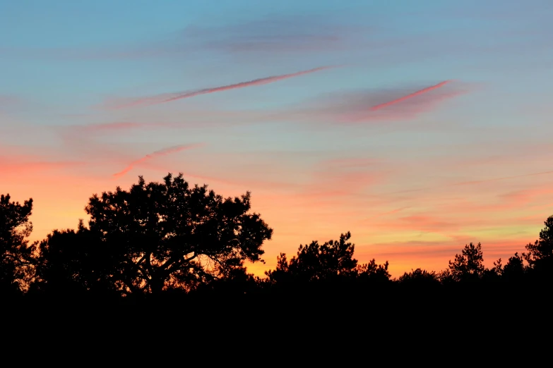 a tree silhouette in front of a sunset