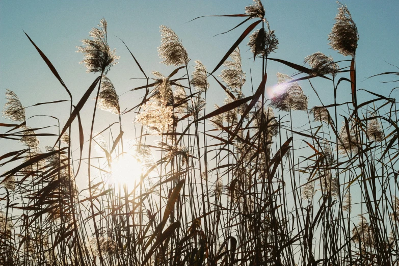 the sun shining through grass in the sun