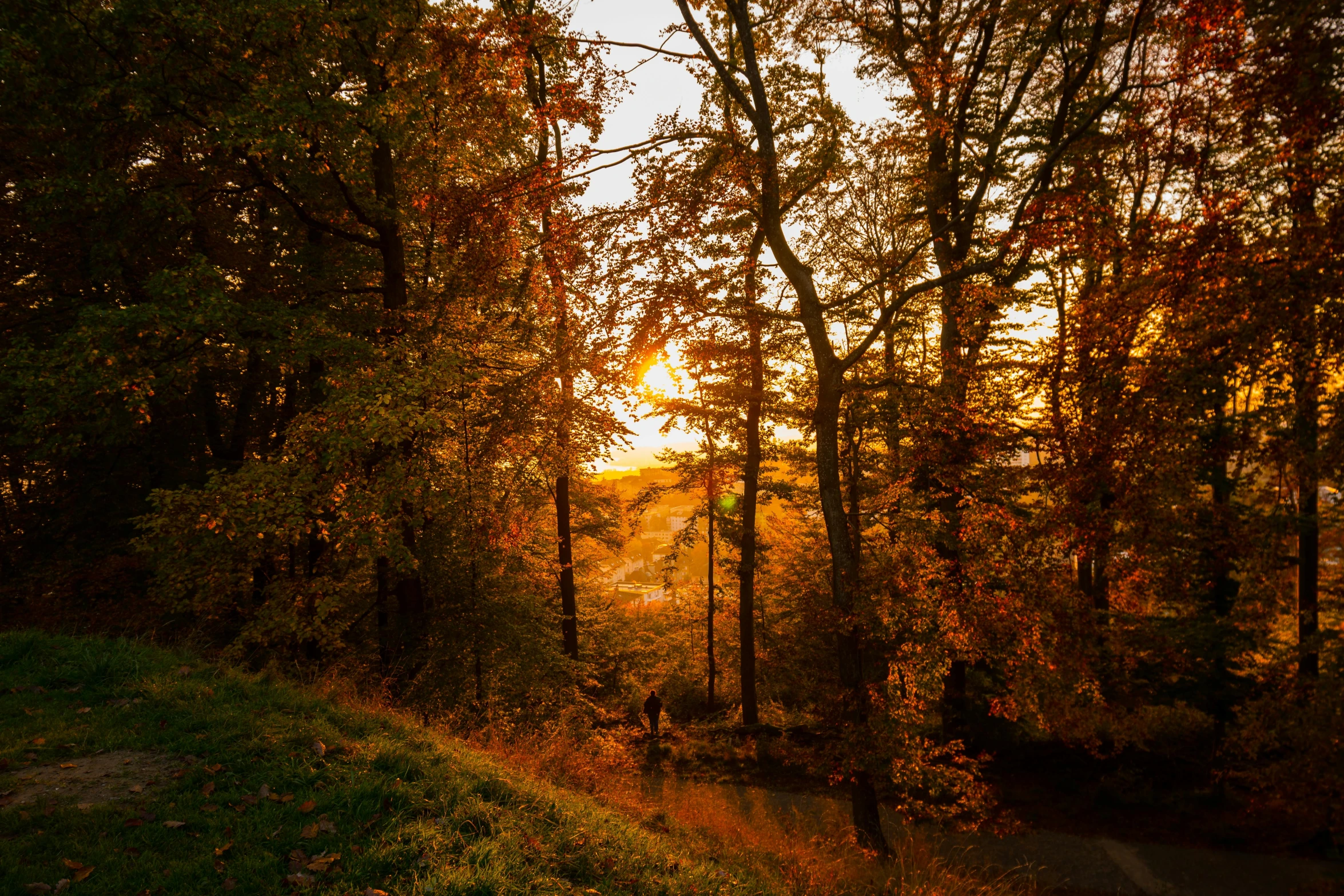 autumn trees surrounding the river during sunset