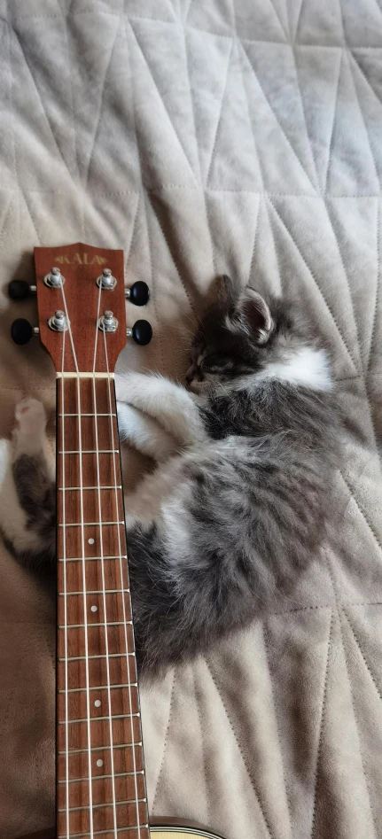 a cat that is laying down on a guitar