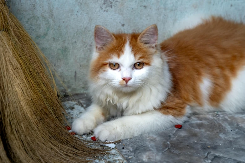 a cat sitting next to the hair of another cat