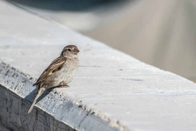 a brown and white bird is sitting on the ledge