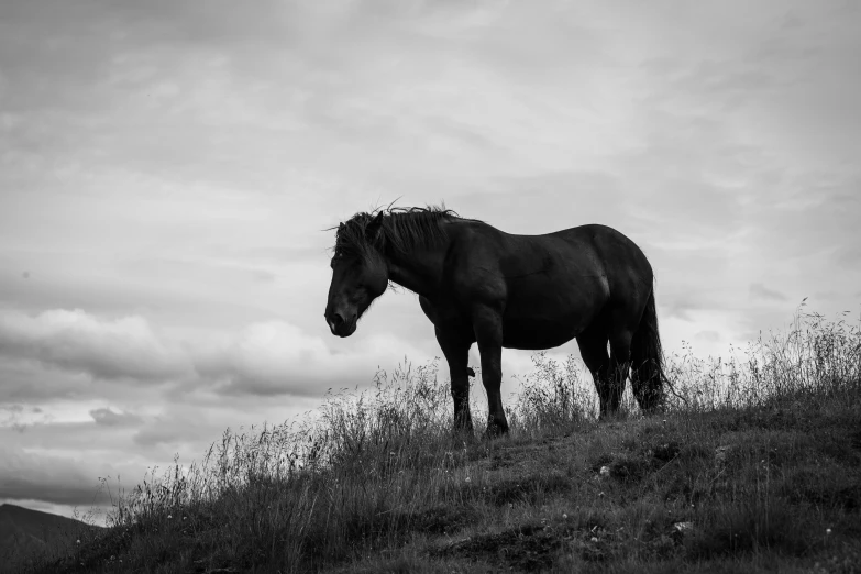 a horse in black and white standing on a hill