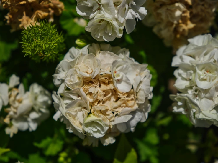 many large flowers grow together in the green plants