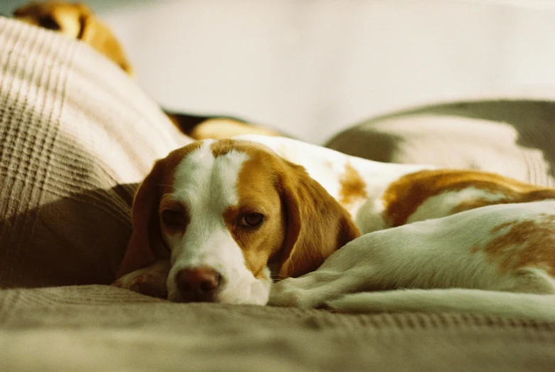 brown and white dog is laying down on the couch