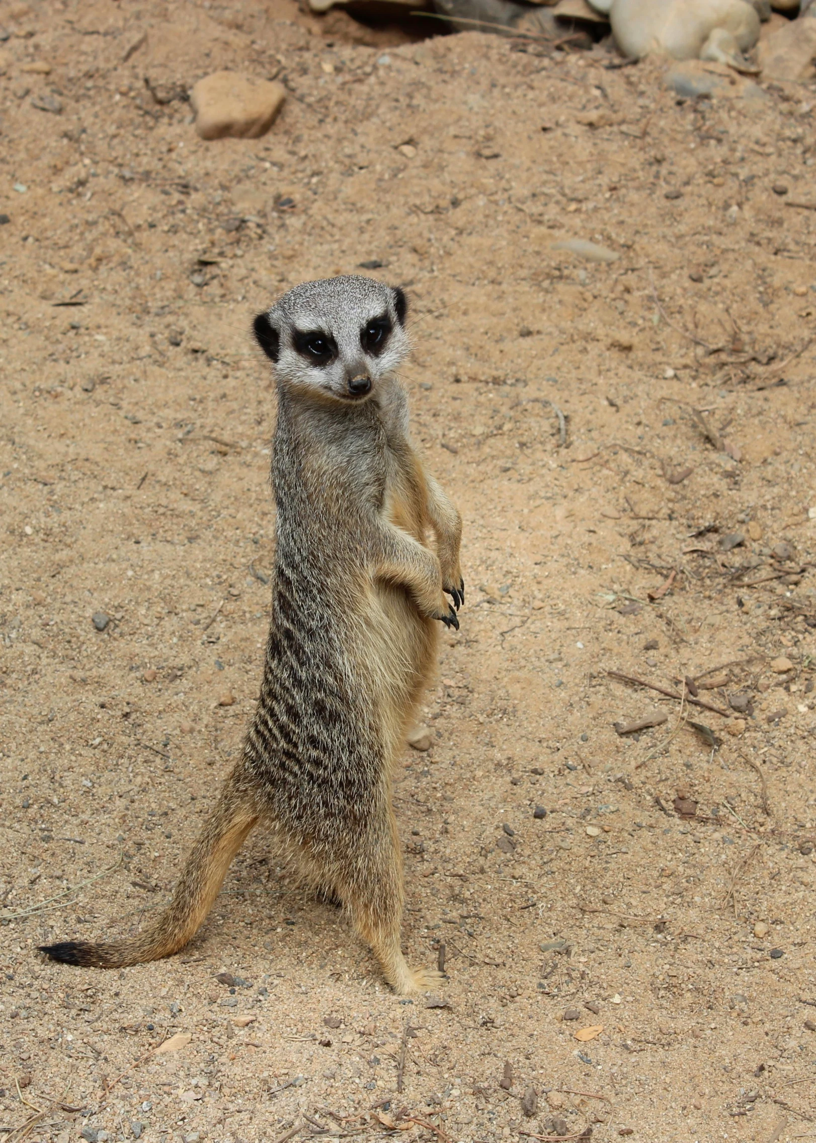 a small meerkat looking away from the camera