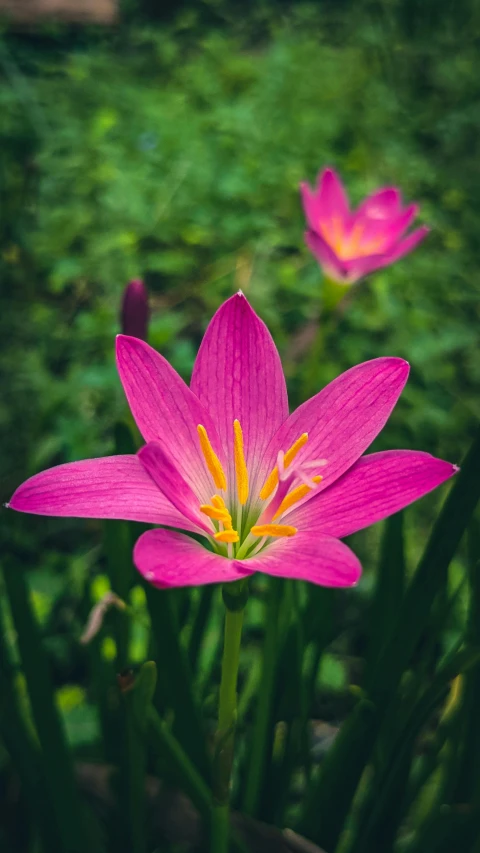 two purple flowers near green grass near each other