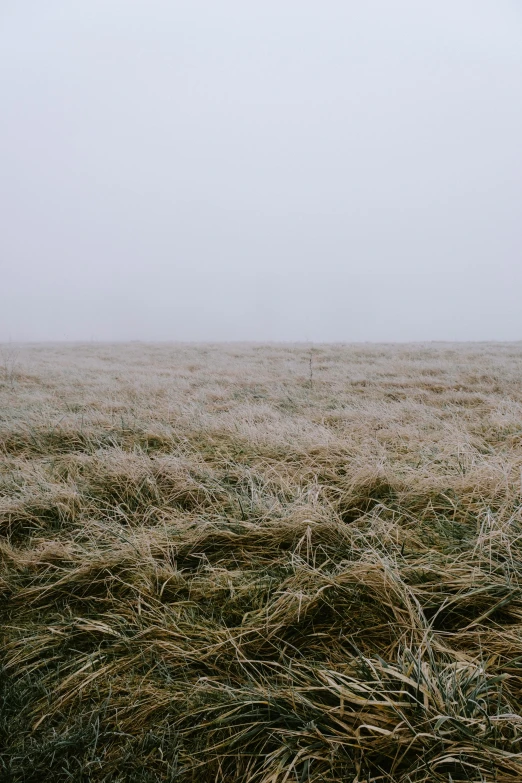 a red stop sign in a field with fog