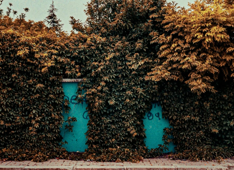 the large tree is covering the wall with vines