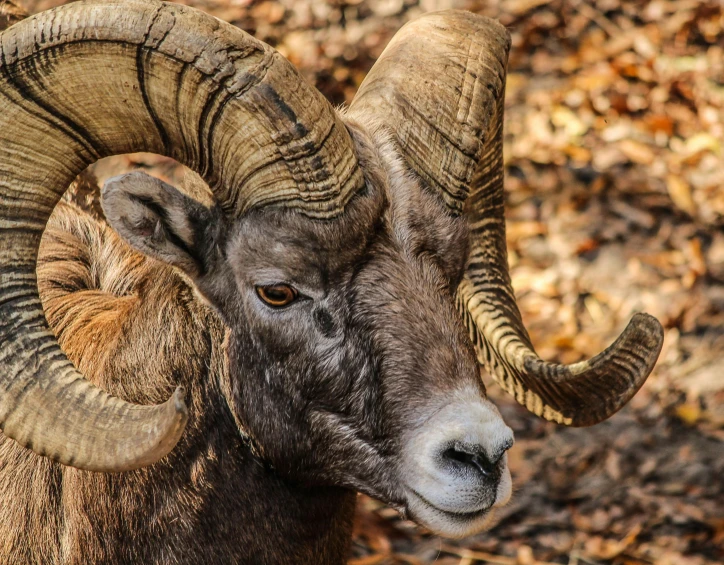 there is an animal with a curled curled body and horns