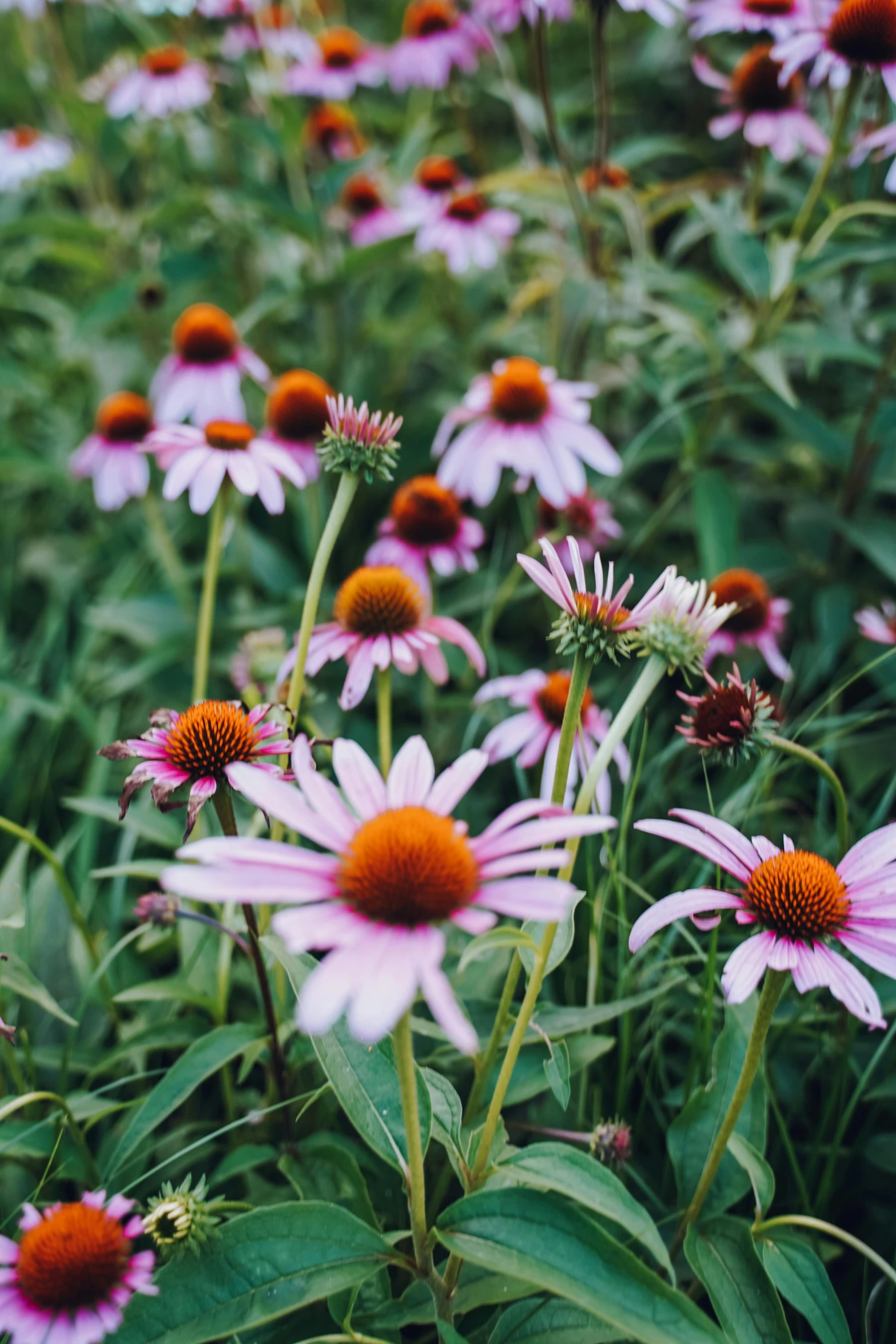 a field full of purple flowers with lots of green leaves