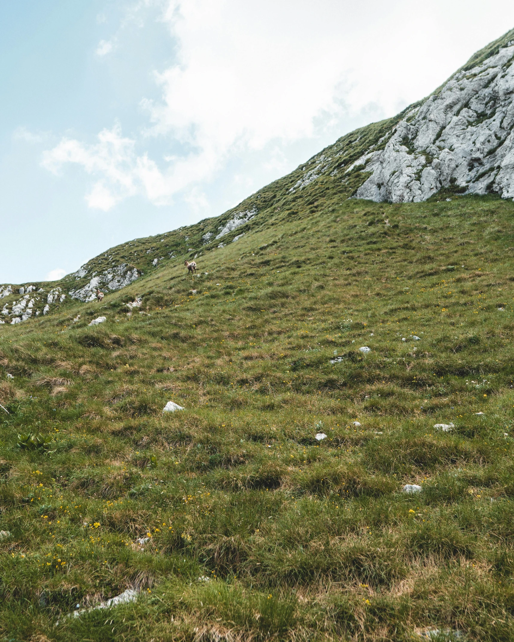 sheep is grazing on a steep, grassy hill