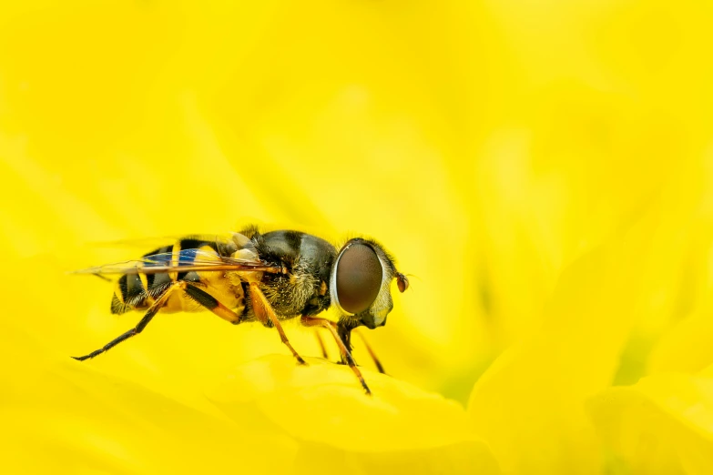 the bee is resting on a yellow flower