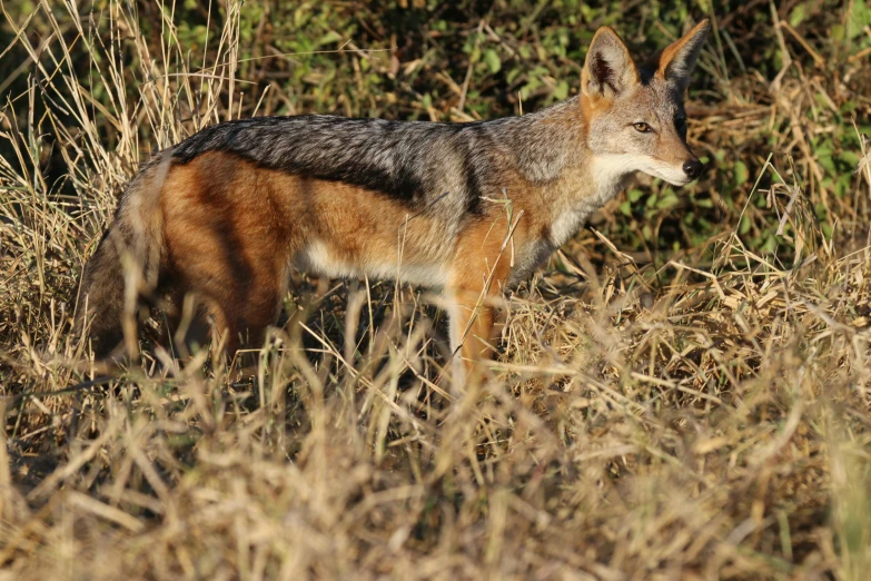 the fox is standing in a grassy area